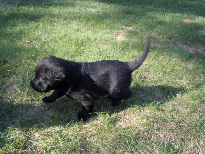 Pigeon River Labrador Puppies